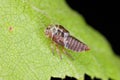 Leafhopper transformation. The skin remaining from the larva. The adult insect emerged from the larva
