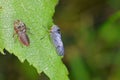 Leafhopper which developed on a birch leaf shortly after metamorphosis. Visible moult from the last larval stage Royalty Free Stock Photo