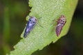 Leafhopper which developed on a birch leaf shortly after metamorphosis. Visible moult from the last larval stage Royalty Free Stock Photo
