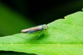 Leafhoppers Royalty Free Stock Photo