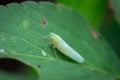 Leafhoppers perched on green leaves Royalty Free Stock Photo