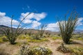 Leafing and blooming Ocotillio plants among the wildflowers in the Anza Borrego Desert State Park during the spring California Royalty Free Stock Photo