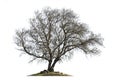 Leafless Ash-tree Isolated On White