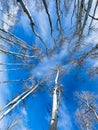 Leafless Aspen Trees In Winter Royalty Free Stock Photo