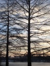 Leafless bald cypresses trees silhouettes in the evening