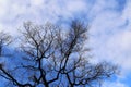 Leafless bare tree over blue sky background Royalty Free Stock Photo