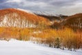 leafless beech forest in winter. Royalty Free Stock Photo