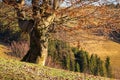 Leafless beech tree on hill Royalty Free Stock Photo