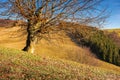 Leafless beech tree on hill Royalty Free Stock Photo