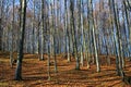 Leafless beech trees in forest Royalty Free Stock Photo