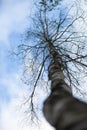 Leafless birch