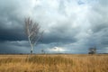 Leafless birch in dry meadows and storm clouds