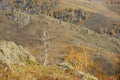 Leafless birch at edge of cliff