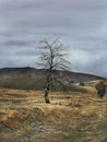 A leafless birch tree on a dry grass land under cloudy autumn sky