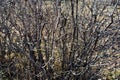 The leafless branch of a bush close up. Rectangular background.