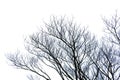 leafless branch or dead tree isolated on white background with clipping path. Graphic resources. Royalty Free Stock Photo