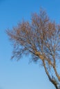 A dry leafless branch isolated against a winter daytime sky Royalty Free Stock Photo