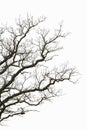 Leafless branches Royalty Free Stock Photo