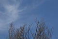 Leafless branches against a cold winter sky Royalty Free Stock Photo