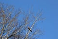 Leafless branches against a cold winter sky Royalty Free Stock Photo