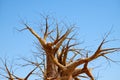 Leafless branches of baobab tree Royalty Free Stock Photo