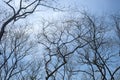 Leafless branches a blue sky Royalty Free Stock Photo