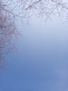 Leafless Branches with Clear Sky Background Royalty Free Stock Photo