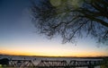 Leafless branches of deciduous tree in silhouette over railway bridge and framing Tauranga Harbour at sunrise