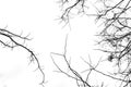 Leafless branches isolated on white Royalty Free Stock Photo