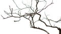 Leafless branches Royalty Free Stock Photo