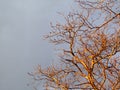Leafless branches of a old walnut tree under the winter sun. The golden hour. Royalty Free Stock Photo