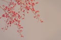 Leafless Branches with Prolific Flowers of Red Silk-Cotton Tree, Bombax ceiba L. on Sky Background with Retro Filter Effect Royalty Free Stock Photo