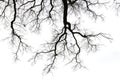 Leafless branches Royalty Free Stock Photo