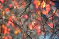 Leafless bush branches against defocused autumn colored leaves