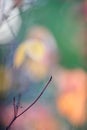 Leafless bush branches against defocused autumn colored leaves