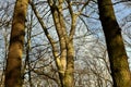 Leafless crown of a tree against a blue sky, winter. Royalty Free Stock Photo