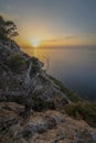 Coastal landscape sunset with a leafles tree Royalty Free Stock Photo