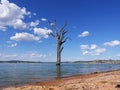 Leafless dead tree standing alone in the Bowna Waters Reserve natural parkland on the foreshore of Lake Hume, Albury.