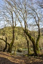 Aoos river and forest in Zagorochoria, Epirus, Greece Royalty Free Stock Photo