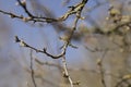 leafless deciduous trees in the spring season Royalty Free Stock Photo