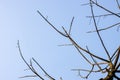 Leafless dried tree branches under the clean blue sky Royalty Free Stock Photo