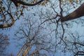 Leafless dry trees of the nature wakes up after winter background of a bright blue sky,trees against the sky. Looking up through t Royalty Free Stock Photo