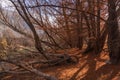 Leafless fall trees and broken trunks with tree stumps on ground