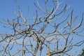 Leafless fig tree branches Royalty Free Stock Photo