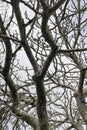 leafless fig tree and branches in winter Royalty Free Stock Photo