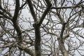 leafless fig tree and branches in winter Royalty Free Stock Photo
