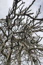leafless fig tree and branches in winter Royalty Free Stock Photo
