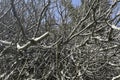 leafless fig tree and branches in winter Royalty Free Stock Photo