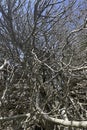 leafless fig tree and branches in winter Royalty Free Stock Photo