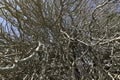 leafless fig tree and branches in winter Royalty Free Stock Photo